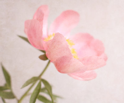 Image Not Available